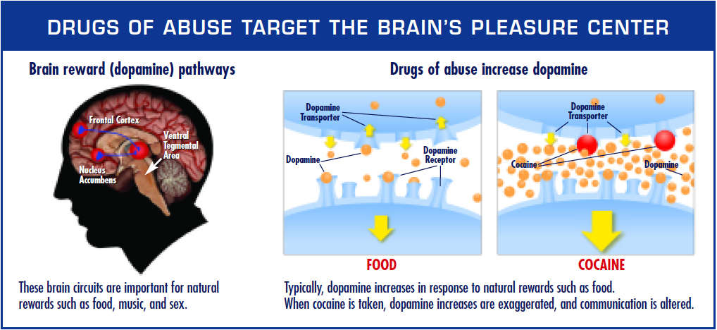 Drug of Abuse Target the Brain